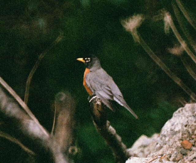 Robin at Widsor Island Gravel pit