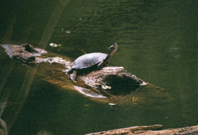 Turtle at Windsor Island Gravel pit sunning on log