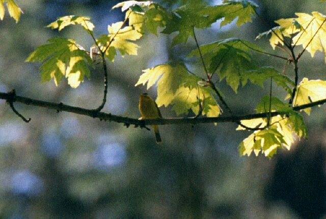 Yellow Finch taken near Lower North Falls 400mm hand held